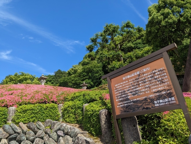 「【新居浜市 角野新田町】別子銅山記念館のサツキが見頃を迎えています！（2023年5月24日撮影）」