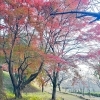 11月下旬～12月初旬が見頃！ 石岡かすみがうらの紅葉が見れる