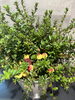 「赤い実が可愛い！クランベリー鉢植えが入荷しました」