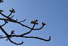 八重桜は蕾です「4月の休館日のお知らせ」
