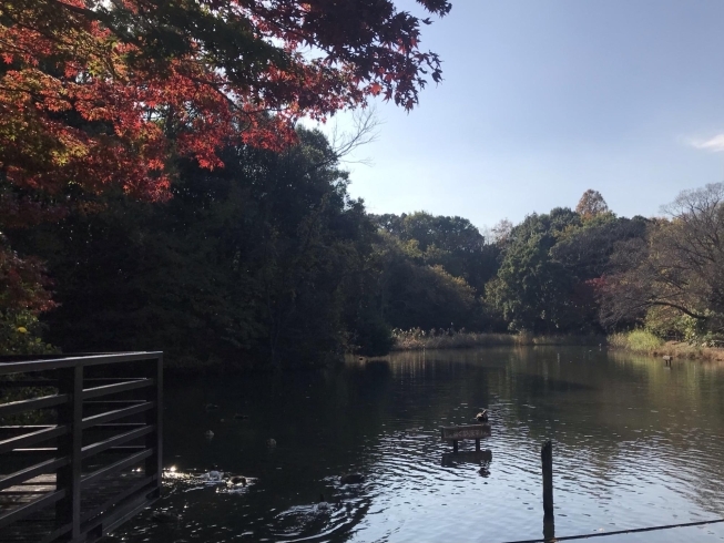 「都筑区の緑道の紅葉たち」