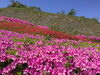 「西海橋ツツジ情報🌺」