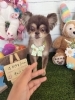 ミックス　カット「🐶ミックス、ダックス、トリミングのお友達🐣」