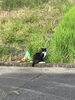 「『迷い猫らしき猫ちゃんがいる』という目撃情報をいただきました。（新居浜市桜木町付近）」