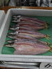 「📣本日のお魚情報🐟」