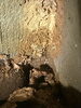 シロアリ蟻道、蟻土「床の沈みやきしみが気になったら｜迷わず現地調査をおすすめする理由と修繕の優先順位」