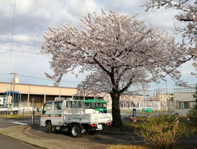 桜満開3「コースの桜も満開!!春です!!新１年生を守りましょう!!」