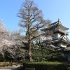 ■桜特集■日進市　岩崎城