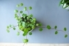 お部屋に小さな癒し ミニ観葉植物 有限会社 小樽フラワーのニュース まいぷれ 小樽市