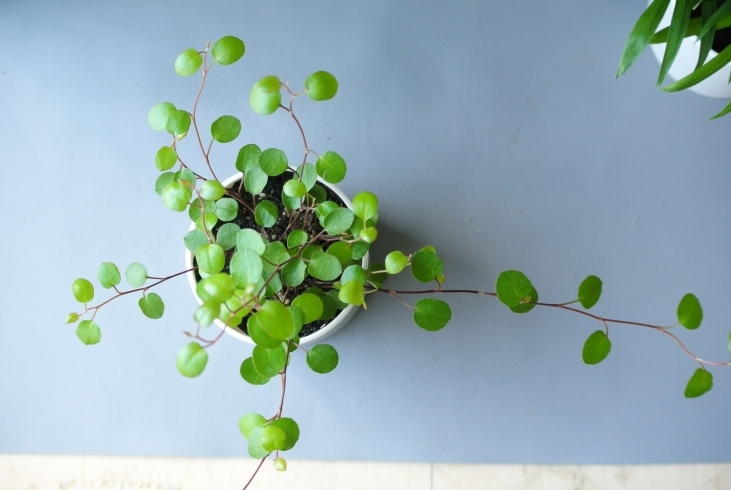 ワイヤープランツの可愛らしい丸い葉。「お部屋に小さな癒し。ミニ観葉植物。」