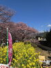 満開の桜と菜の花、最高の景色「河津桜まつり🌸に行ってきました🚌」