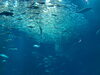 イワシさんの流星群🌠💫「🐟🐟日曜のアリス🐟🐟」