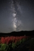西山の畑から サルビアと天の川「天体ショー【木祖村こだまの森】」