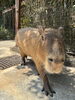 「カピバラが仲間入りします」