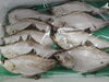 「📣本日のお魚情報🐟」