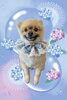 「Dog salon mofu mofu　余市町」