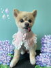 「Dog salon mofu mofu　余市町」
