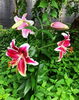 Oriental Lily 大田市F.U.様ご提供「✿ CANONICO オールシーズン服地 ” ペレニアル ”」