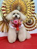 あずきちゃん「Happy New Year」