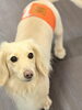 愛犬がホッとやすらぐ空間「MAHANA Dog Salonで安心感を」