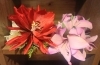 「マウナケア観音店🌺クリップのご紹介🌴」