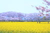 藤原宮跡の菜の花と桜「ぎりぎり間に合う藤原宮跡の菜の花と桜　まいぷれ橿原編集部見てきました！」