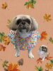 「Dog salon mofu mofu　余市町」