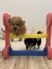 くまちゃん新春初ジャンプ💨「ましゅまろ幼稚園🐾」