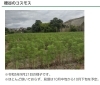 穂谷のコスモス「2023  コスモスの里 穂谷（11月上旬まで一般公開）」