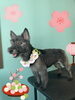 「Dog salon mofu mofu 余市町」