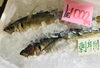 「魚魚市場鮮魚コーナーおすすめは「シマイサキ・大アジ」です♪」