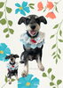 「Dog salon mofu mofu　余市町」