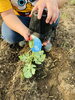 こどもも楽しく植えました「休日は家庭菜園٩(^‿^)۶斐川町 仏壇」