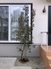 常緑ヤマボウシを植えました♪「川西市向陽台で常緑ヤマボウシなどの植栽しました!」