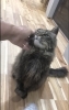 ãŠè¿Žãˆå½“åˆã¯ãƒ™ãƒƒãƒˆã®ä¸‹ã«ç± 城ã—ãŸãã†â€¦äººé¦´ã‚Œã—ãŸã「ðŸ¾ã‚·ãƒƒã‚¿ãƒ¼å ±å‘Šï¼†8月ã®ã”予約ã¯ãŠæ—©ã‚ã«ï¼ã‚·ãƒ‹ã‚¢çŒ«ãµã˜ã“ã¡ã‚ƒã‚“ã¨ã€Œ2dropsã‚ャンペーンã€ã®ã”案内ã€