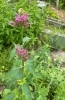 ベルガモットはこんなに複雑な花「ハーブの花たち」