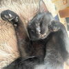 元保護猫の大ちゃん☆