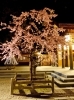 高岡古城公園 高岡 桜 お花見特集 高岡 桜 お花見特集 まいぷれ 高岡市