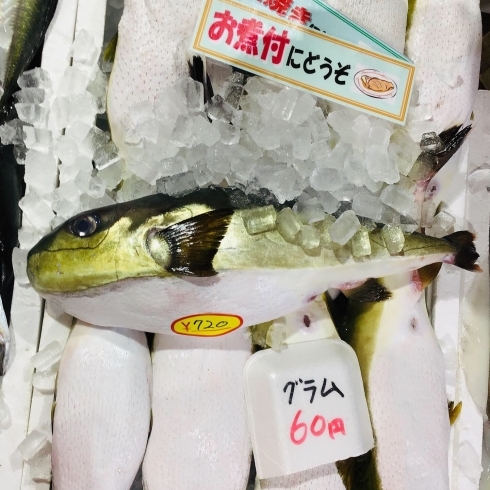 「魚魚市場鮮魚コーナーおすすめは「うちわエビ・ヒラアジ」です♪」
