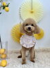 ニコちゃん「わんことレモン🍋＆はじめましてさん」