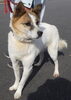 「【西条市小松町新屋敷甲付近】迷い犬を保護しています！（※国道11号線／三嶋神社近辺）」