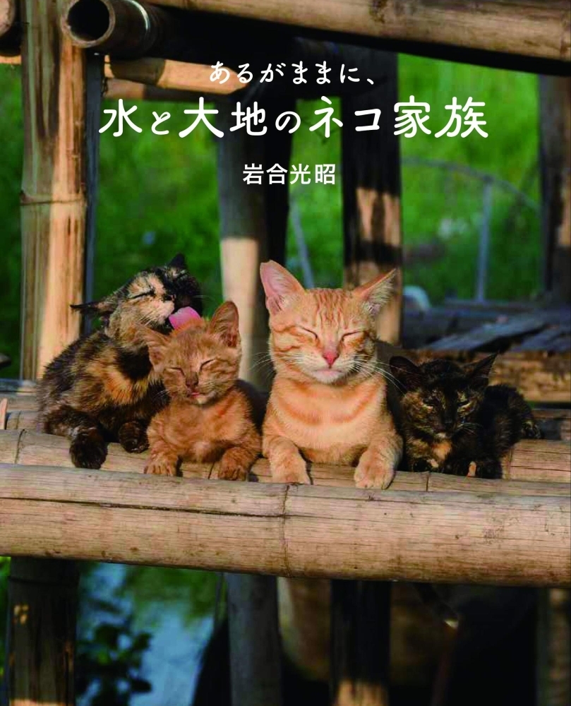 Vol 1 ネコ好き必見 動物写真家 岩合光昭さんのネコの映画 滝川市立図書館スタッフがおすすめする 今がヨミドキ まいぷれ 滝川