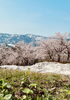 「桜咲く🌸」