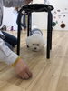 上手に椅子くぐりをする　はなちゃん「ｋｏｎｉｗａｎ　^o^ 」