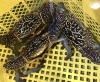 「魚魚市場鮮魚コーナーおすすめは「チカメキントキ」です🎶　」