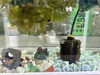 「【門前にも季節の変化】守衛室のメダカと、育ってきたトマトをご紹介します🐟🍅」