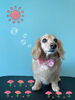 「可愛い子ちゃん♡ Dog salon mofu mofu 余市町」