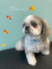 「お友達♡ Dog salon mofu mofu 余市町」
