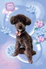 「Dog salon mofu mofu　余市町」