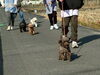 「ワンちゃんと一緒にお散歩のお仕事をしませんか？【江南市/就労B型/ワークシップ江南/セラピードッグ】」